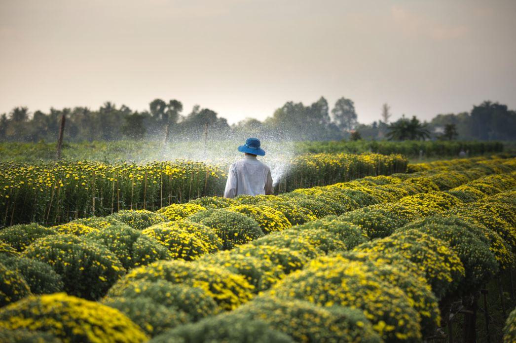 You are currently viewing Schädlingsbekämpfung in der Landwirtschaft – Nicht immer ist alles öko, was ökologisch ist