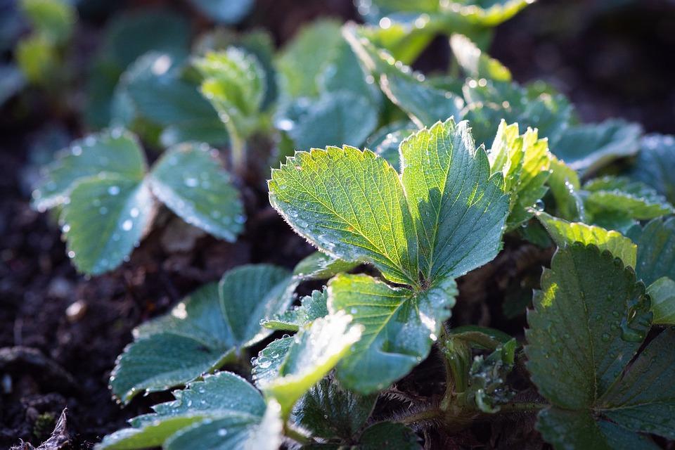 Erdbeeren aus der Growbox