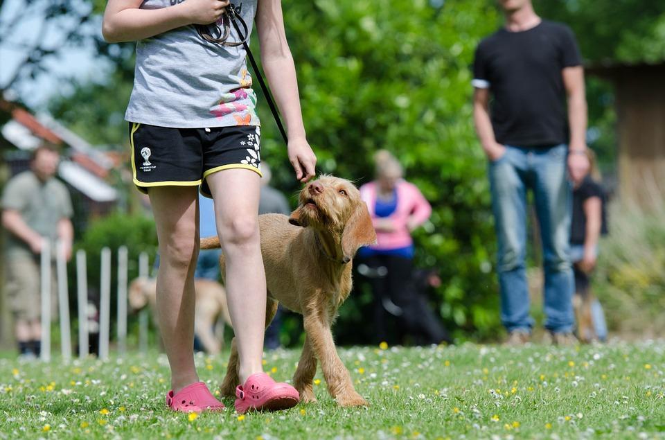 Hund beim Training in Hundeschule Vier Pfoten