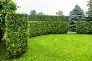 Garten mit einer Wiese aus grünem Rasen und Halbmond aus Thuja-Hecke als Sichtschutz.