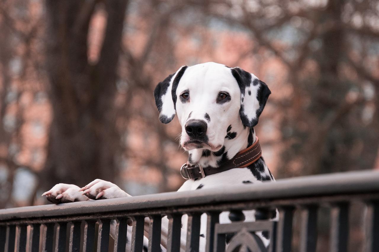 You are currently viewing Warum Hunde die perfekten Begleiter sind