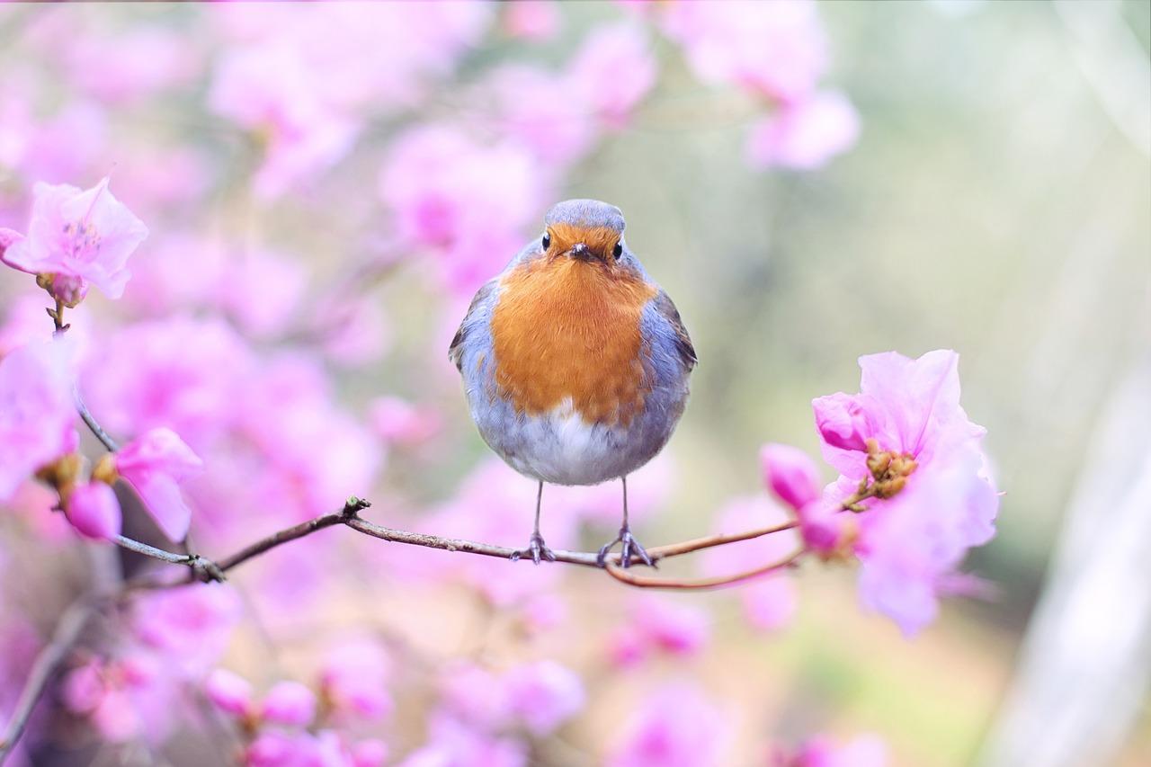 You are currently viewing Endlich Frühling – darum ist der Frühling die schönste Jahreszeit