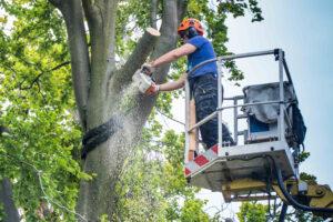 Read more about the article Baum im Garten: Tipps zum sicheren Fällen 